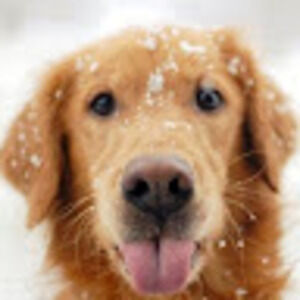 Meet your Posher, Dakota